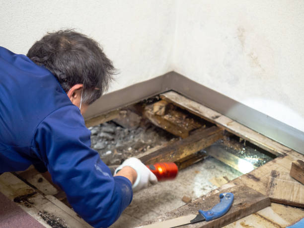Trusted Plains, TX Mold Removal Experts