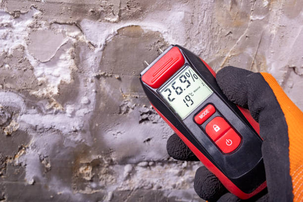 Best Affordable Mold Removal  in Plains, TX