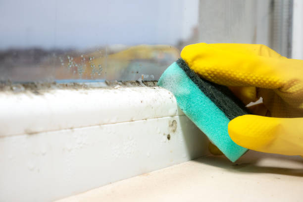 Best Home Mold Removal  in Plains, TX
