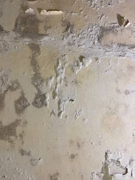 Best Same-Day Mold Removal  in Plains, TX