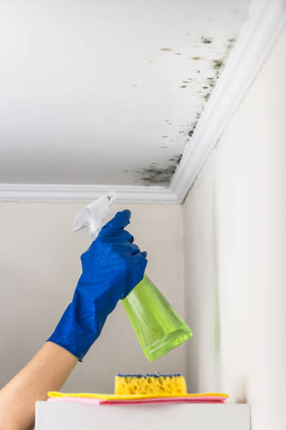 Best Certified Mold Removal  in Plains, TX