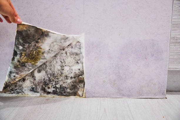 Best Commercial Mold Removal  in Plains, TX